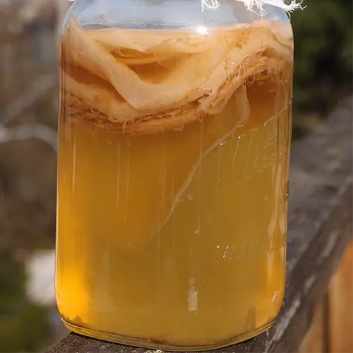 Kombucha Culture